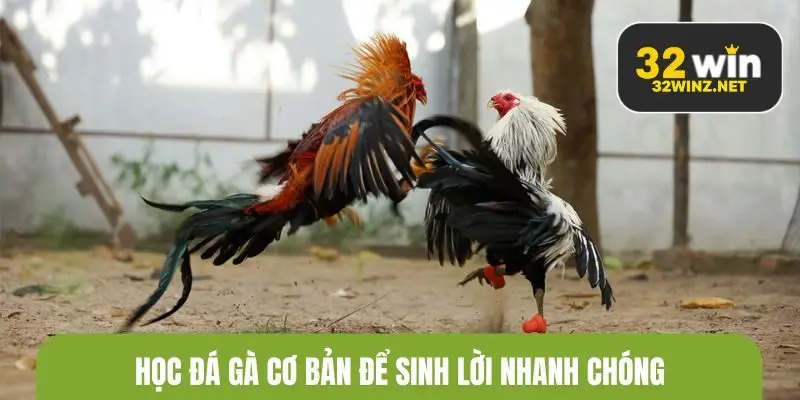 Học đá gà cơ bản để sinh lời nhanh chóng
