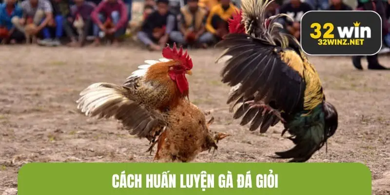 Cách huấn luyện gà đá giỏi