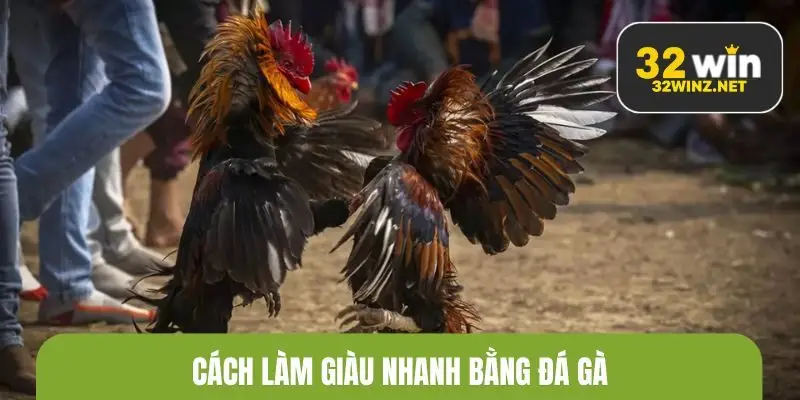 cách làm giàu nhanh bằng đá gà
