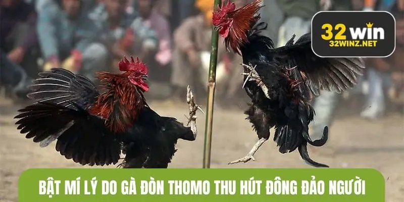Bật mí lý do gà đòn Thomo thu hút đông đảo người