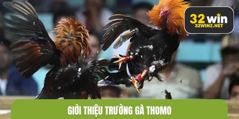 Giới thiệu trường gà Thomo