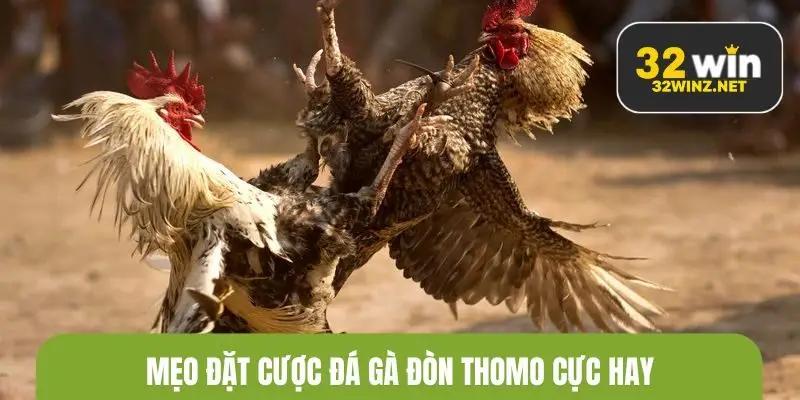 Mẹo đặt cược đá gà đòn Thomo cực hay