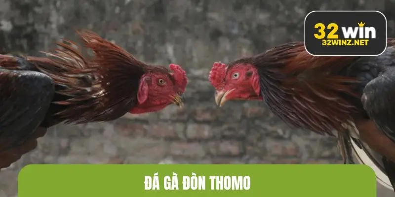 Đá gà đòn Thomo