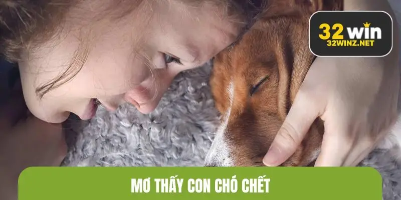 Mơ thấy con chó chết