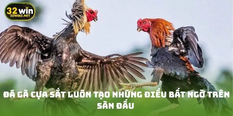 Đá gà cựa sắt luôn tạo những điều bất ngờ trên sàn đấu